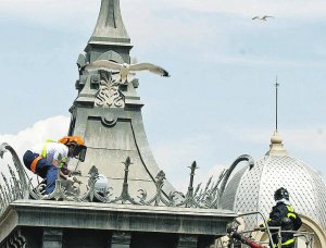 Rtiradada de un nido en una cúpula del Palacio Consitorial, en 2010. ::LV