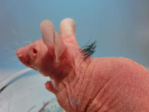Consiguen regenerar el pelo de ratones calvos